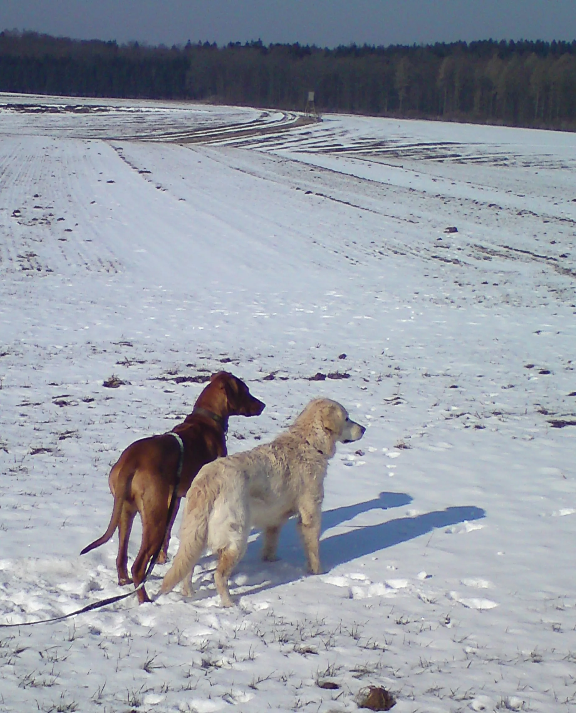 Zwei Hunde stehen nebeneinander und blicken in die Weite