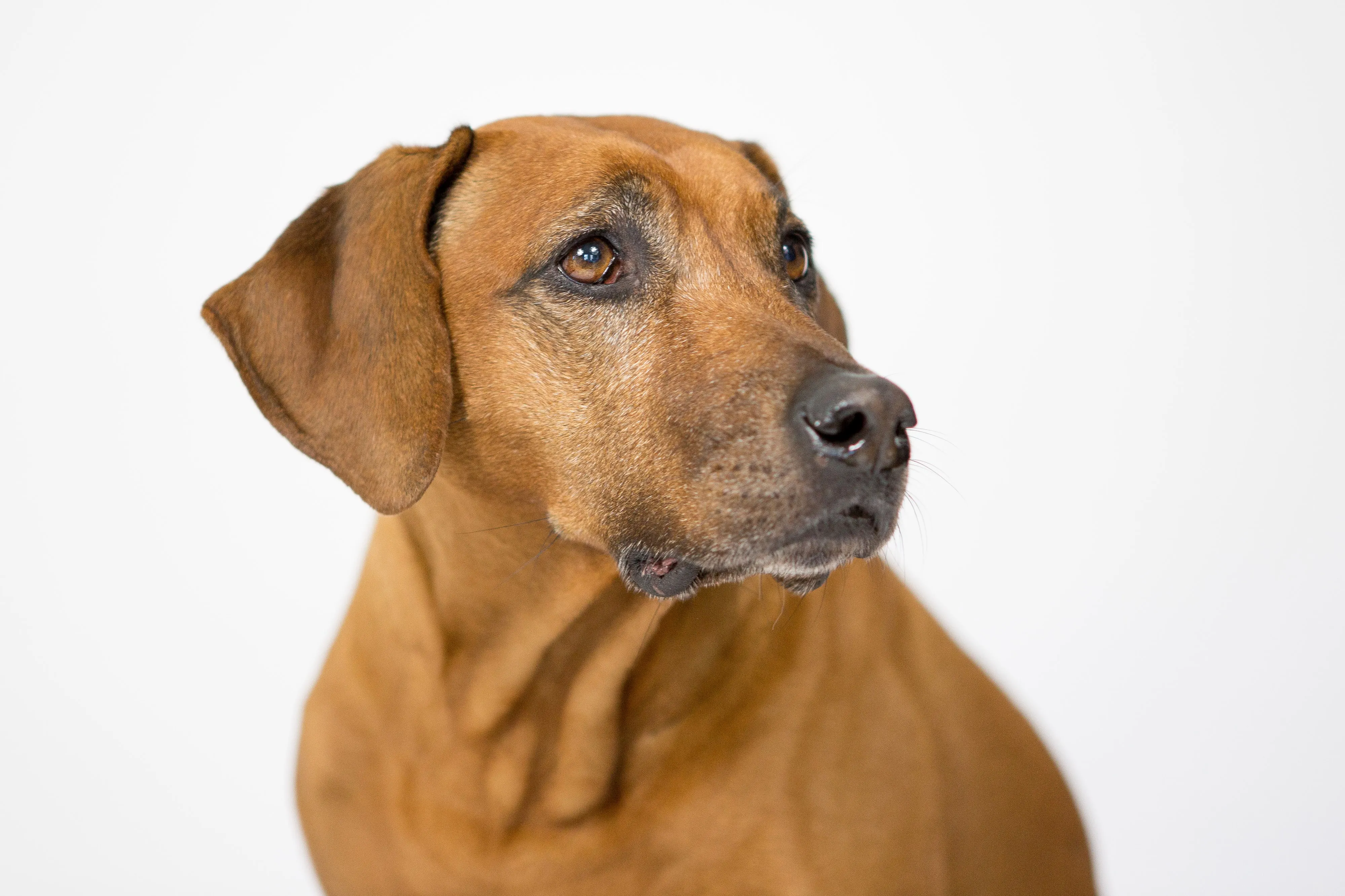 Hund blickt aufmerksam und vertrauensvoll zur Seite