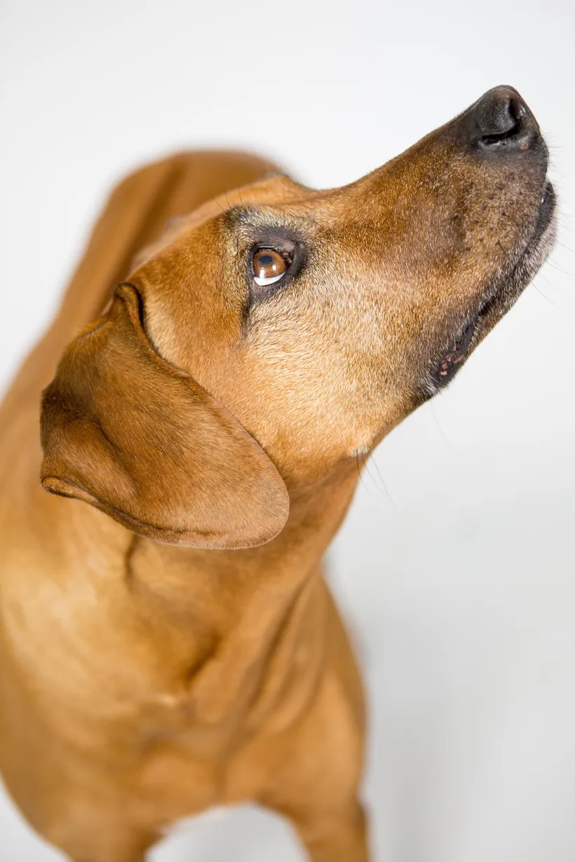 Hund schaut vertrauensvoll nach oben
