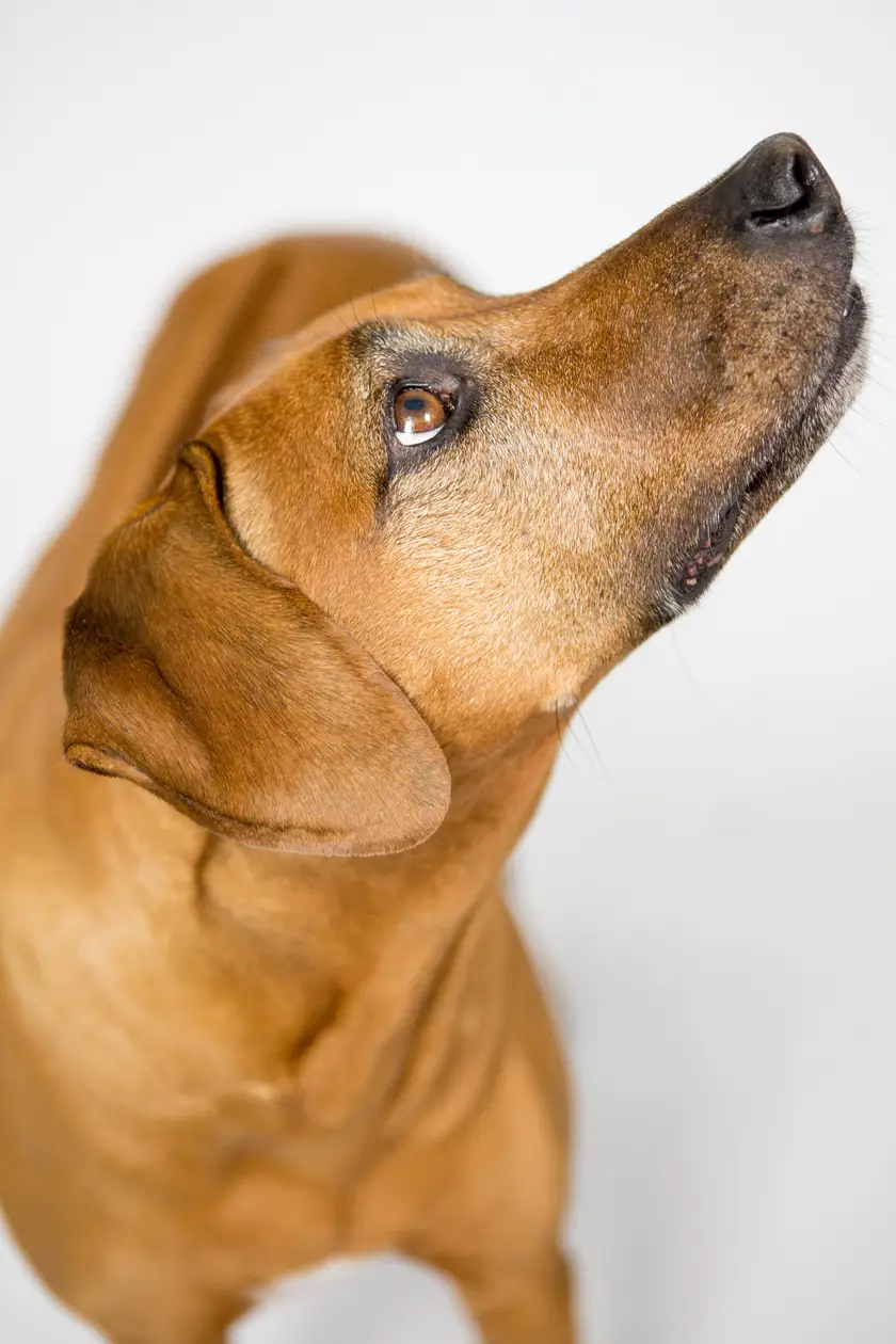 Hund schaut aufmerksam nach oben