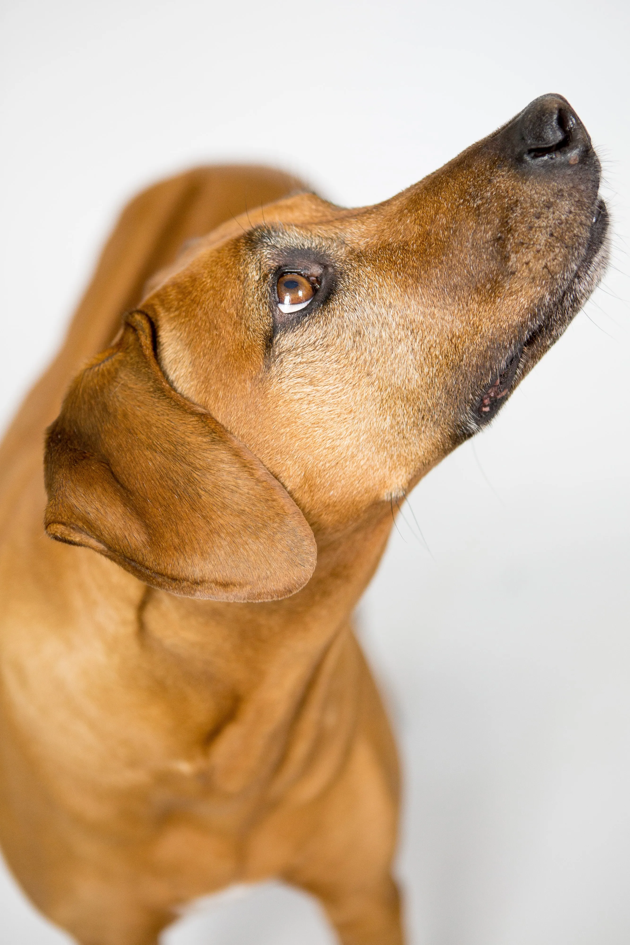 Hund schaut vertrauensvoll nach oben