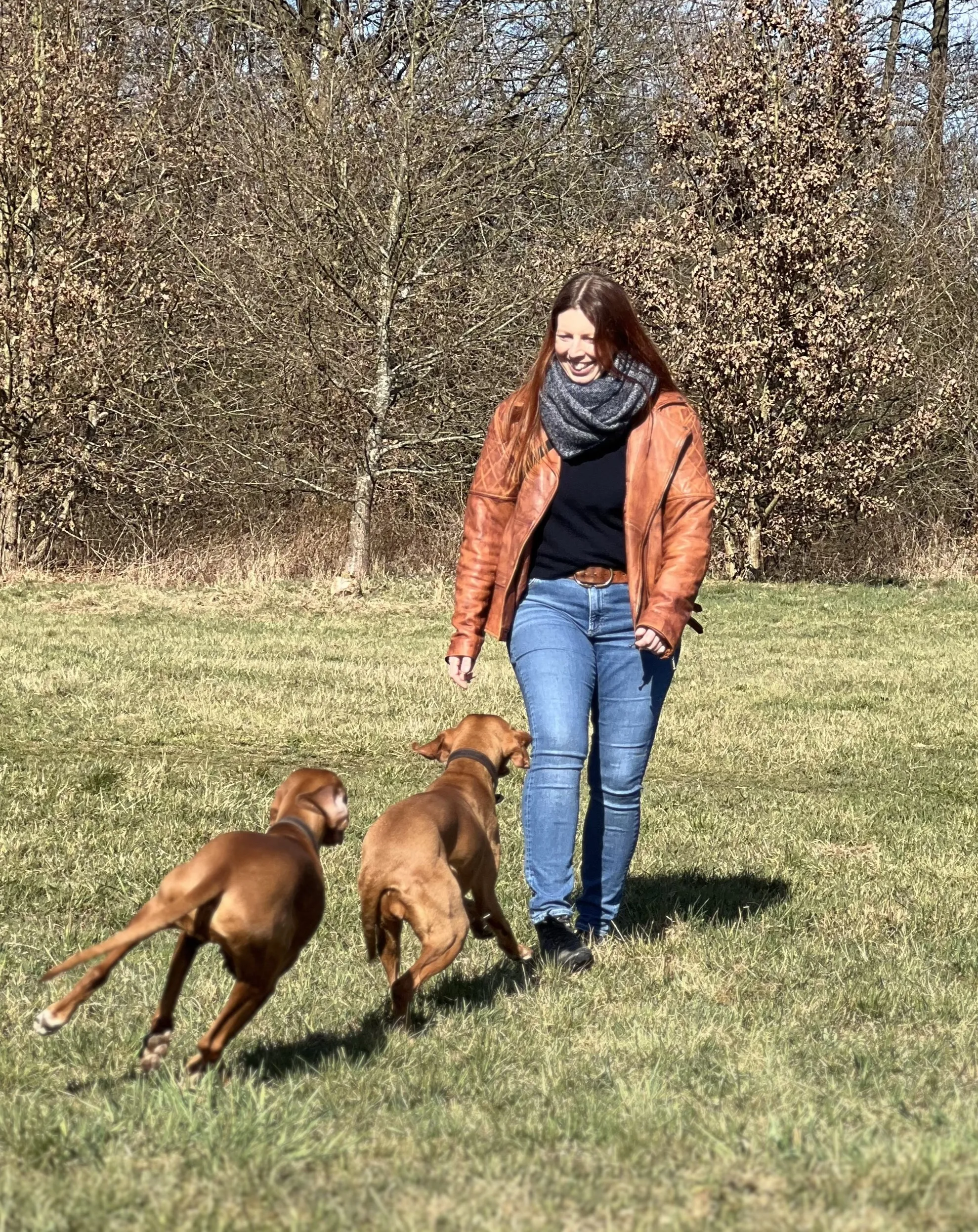 Magyar Vizsla blickt aufmerksam und vertrauensvoll zur Seite