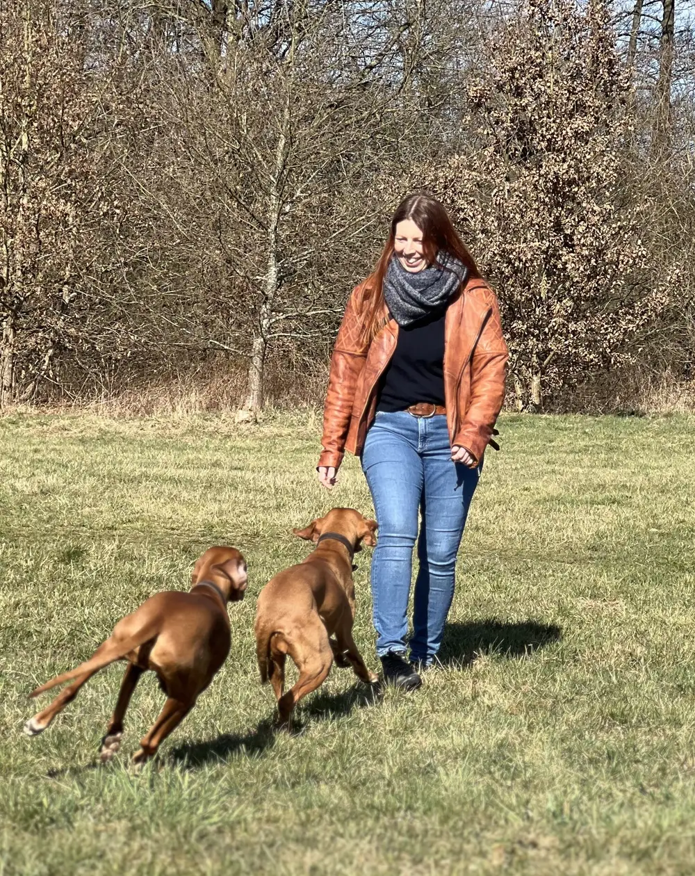 Magyar Vizsla blickt aufmerksam und vertrauensvoll zur Seite